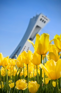 Lalele galbene cu Stadionul olimpic în fundal (Bélanger, Natalie-Claude © Bélanger, N-C; VisaPro.ca Toate drepturile rezervate.)