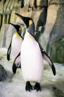 Monde polaire au Biodôme de Montréal (O'Neill, Sean © Biodôme de Montréal; O'Neill, Sean Tourisme Montréal Tous droits réservés)