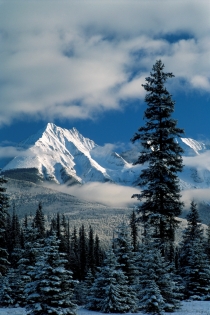 Montages et arbres en hiver dans le Parc National de Kootenay (Photographe Inconnu © Tourism BC Tourism BC Tous droits réservés)