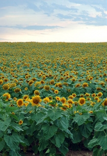 Tournesols du Manitoba (Milosevic, Stan © Milosevic, Stan. Tous droits réservés.)