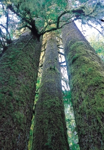 Arbres couverts de mousse dans le Parc provincial de Carmanah Walbran (Bergeron, JF © Bergeron, JF; Tourism BC. T.d.r.)