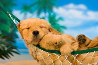 « Dog days of summer » puppy in hammock (Charles, Mann © Charles, Mann; VisaPro.ca. All Rights Reserved.)