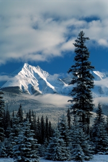 Mountains and trees in winter in Kootenay National Park (Photographer: Unknown © Tourism BC. All Rights Reserved.)