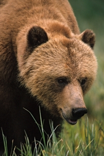Urs Grizzly (Douglas, Keith © Douglas, Keith; Tourism BC. Organizaţie partenerǎ: Tourism BC. Toate drepturile rezervate.)