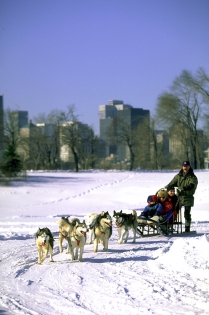 Plimbare cu sania trasă de câini, Parcul Jean-Drapeau (Larose, Sébastien © Parc Jean-Drapeau; Larose, S. Tourisme Montréal. Tdr)