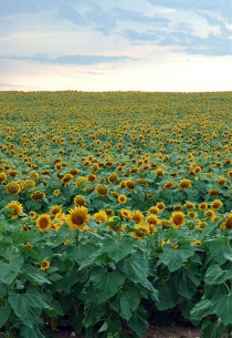 Floarea-soarelui în Manitoba (Milosevic, Stan © Milosevic, Stan. Toate drepturile rezervate.)