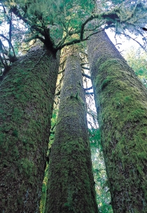 Arbori acoperiți de mușchi în Parcul provincial Walbran Carmanah (Bergeron, JF © Bergeron, JF; Tourism BC. OP: Tourism BC. Tdr.)